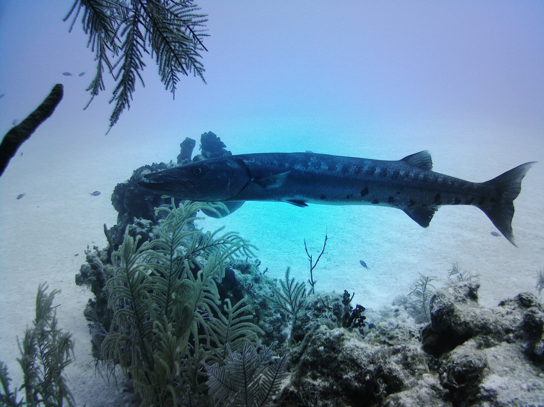 Only Blue Diving Dreams-Cockburn Town必去景点