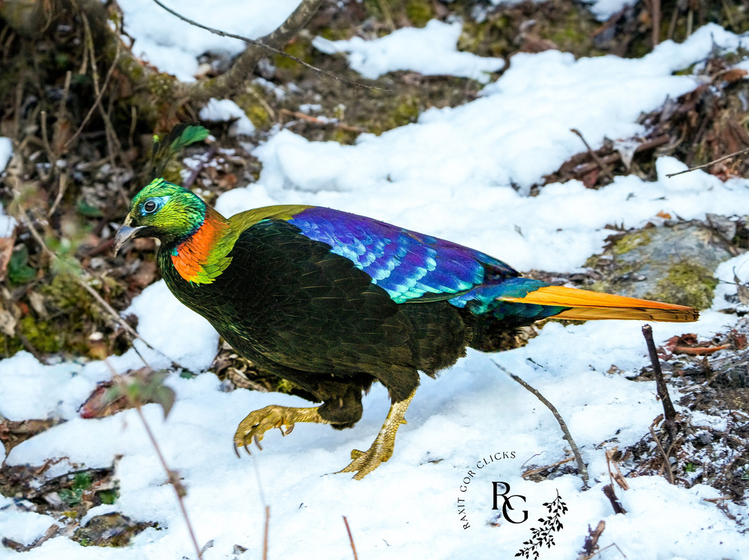 Himalaya Birding Guide-Ukhimath必去景点