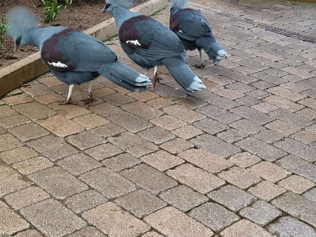 Bioparc Fuengirola-福恩吉罗拉必去景点