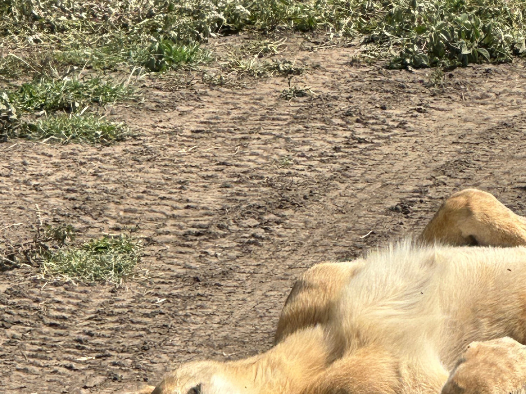 Tanzania Roadside Expeditions-阿鲁沙必去景点