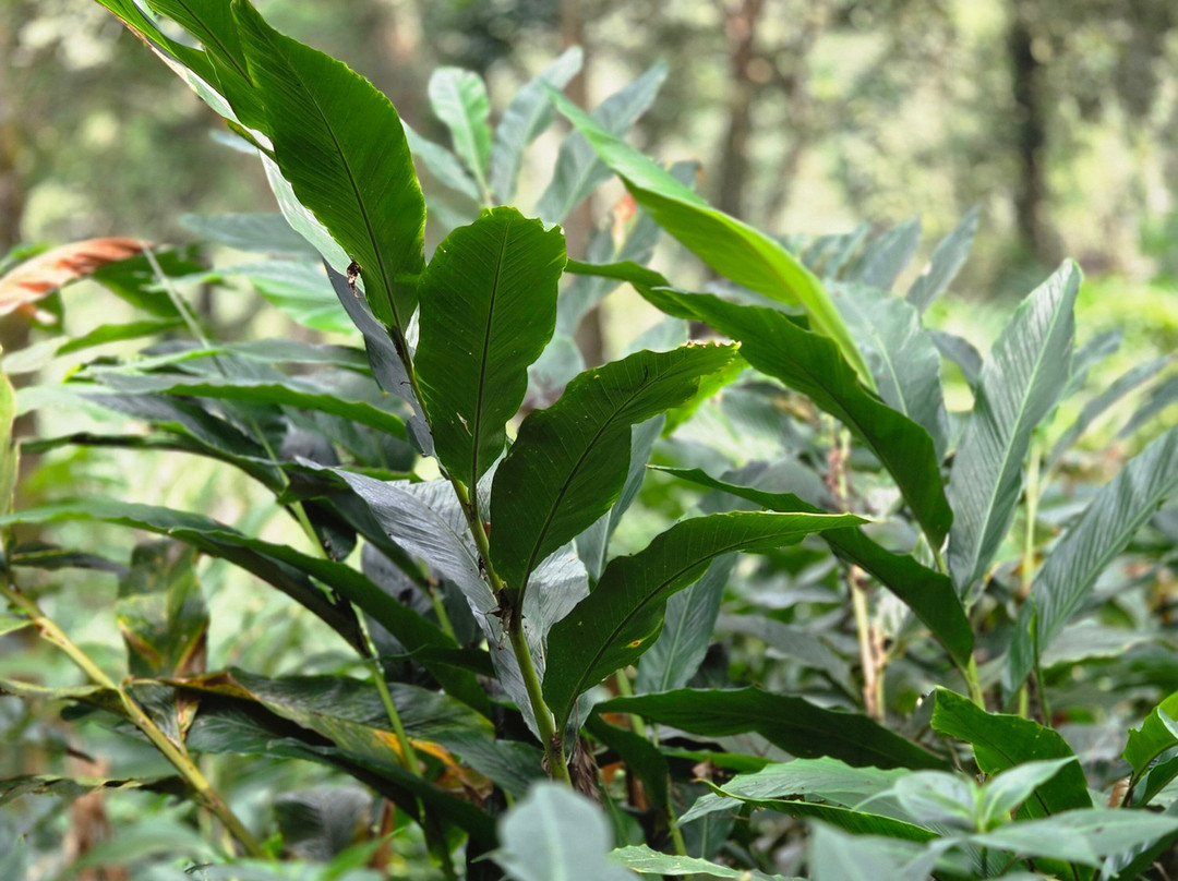 蒙纳大树酒店主图