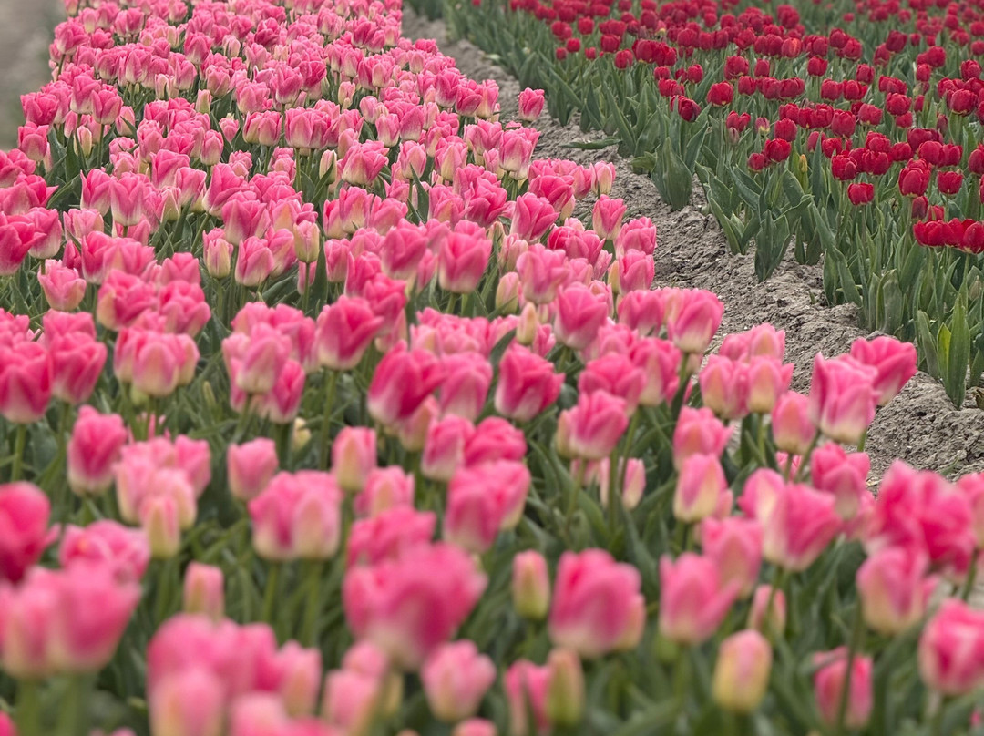 Kwekerij Siem Munster (Tulip Excursion)-Slootdorp必去景点
