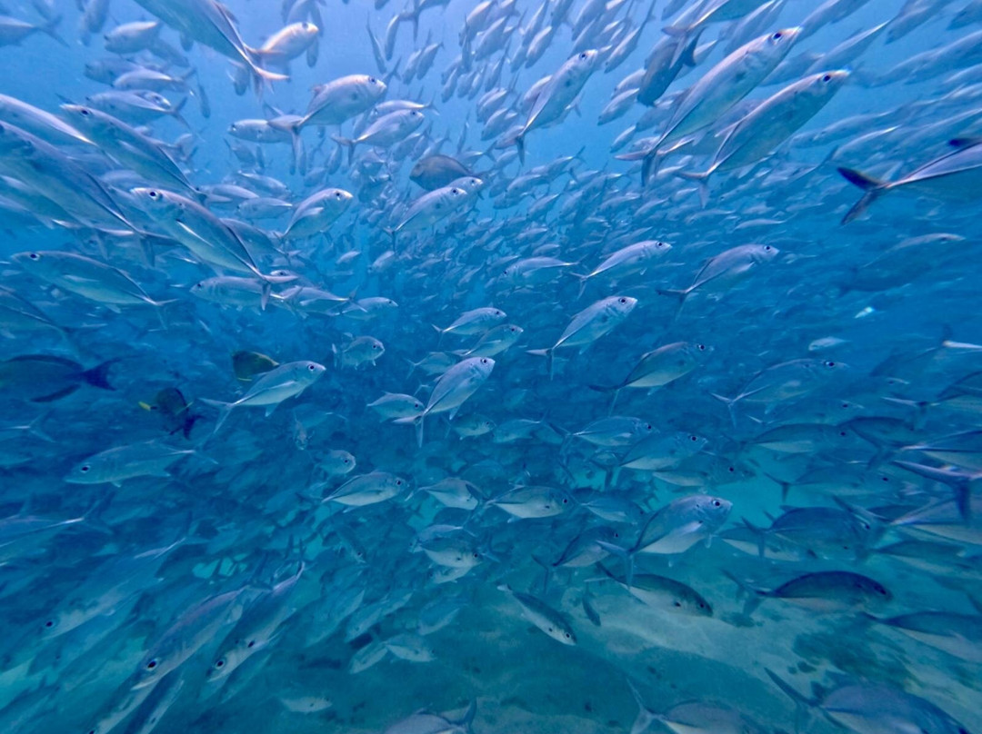 Costa Rica Adventure Divers-德雷克湾必去景点