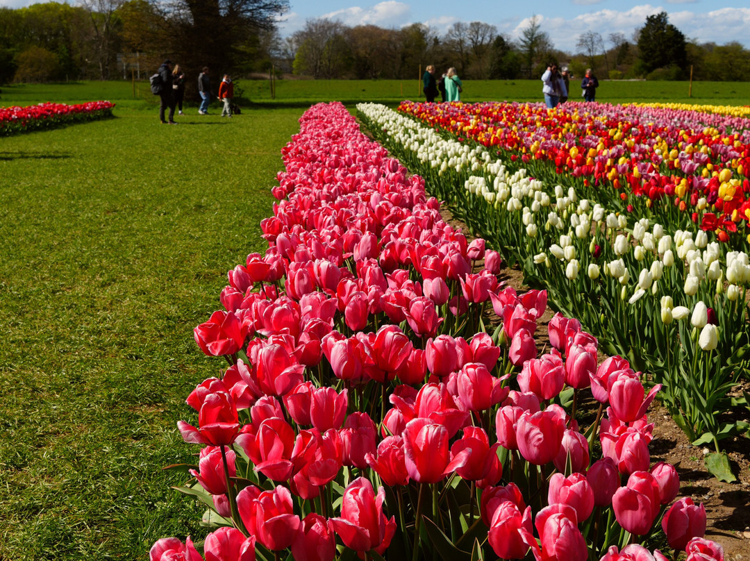 Tulleys Tulip Fields - Hertfordshire-圣奥尔本斯必去景点
