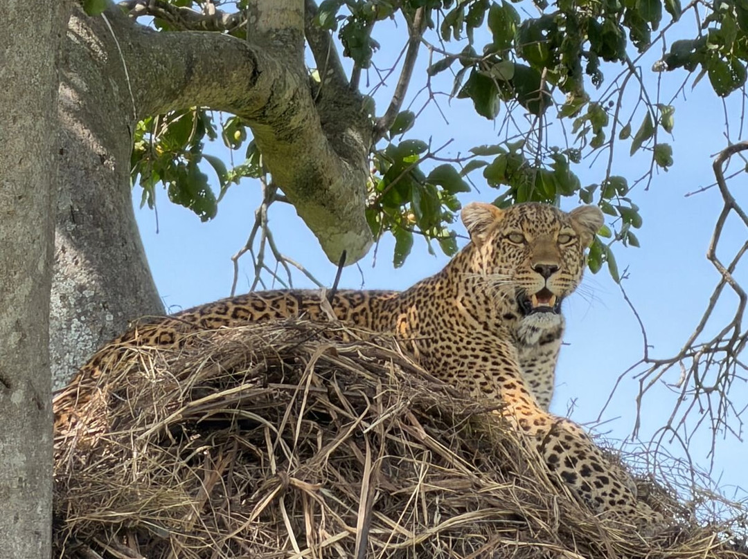 Masai Mara National Reserve-纳罗克必去景点