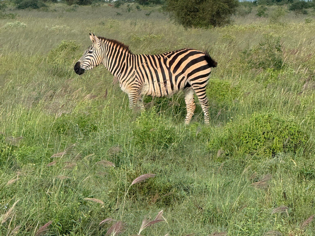 萨尔特利克野生动物园小屋主图