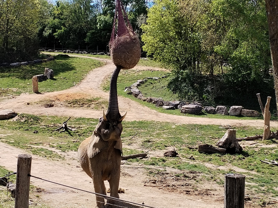 ZooParc de Beauval-圣艾尼昂必去景点