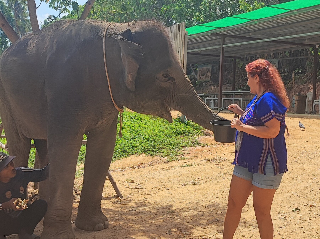Kerchor Elephant Family Phuket-卡图必去景点
