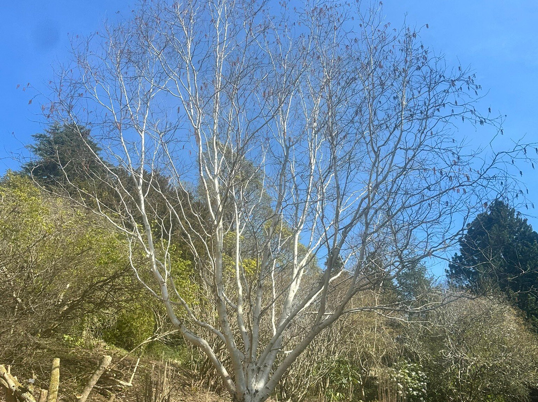 Dundee Botanic Garden-敦提必去景点