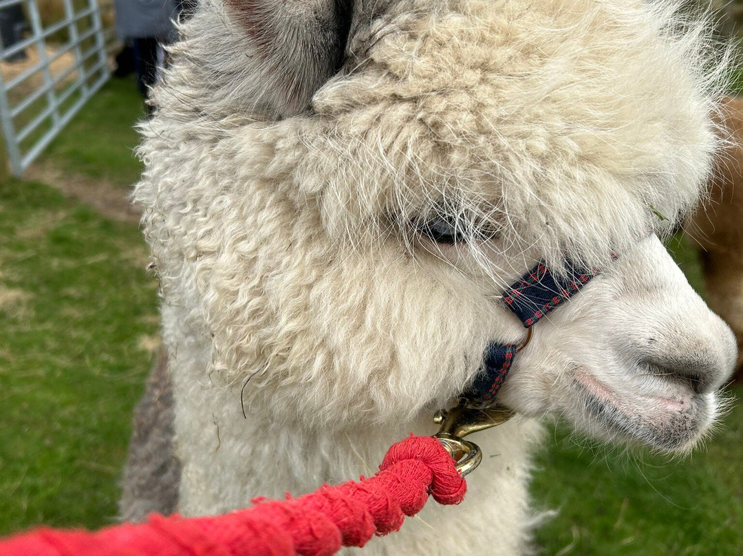 Ferny Rigg Alpacas-赫克瑟姆必去景点