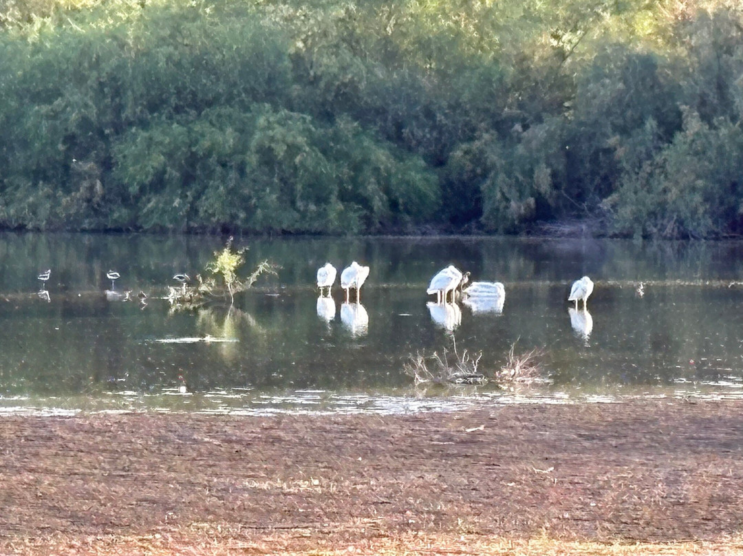Riparian Preserve at Water Ranch-吉尔伯特必去景点