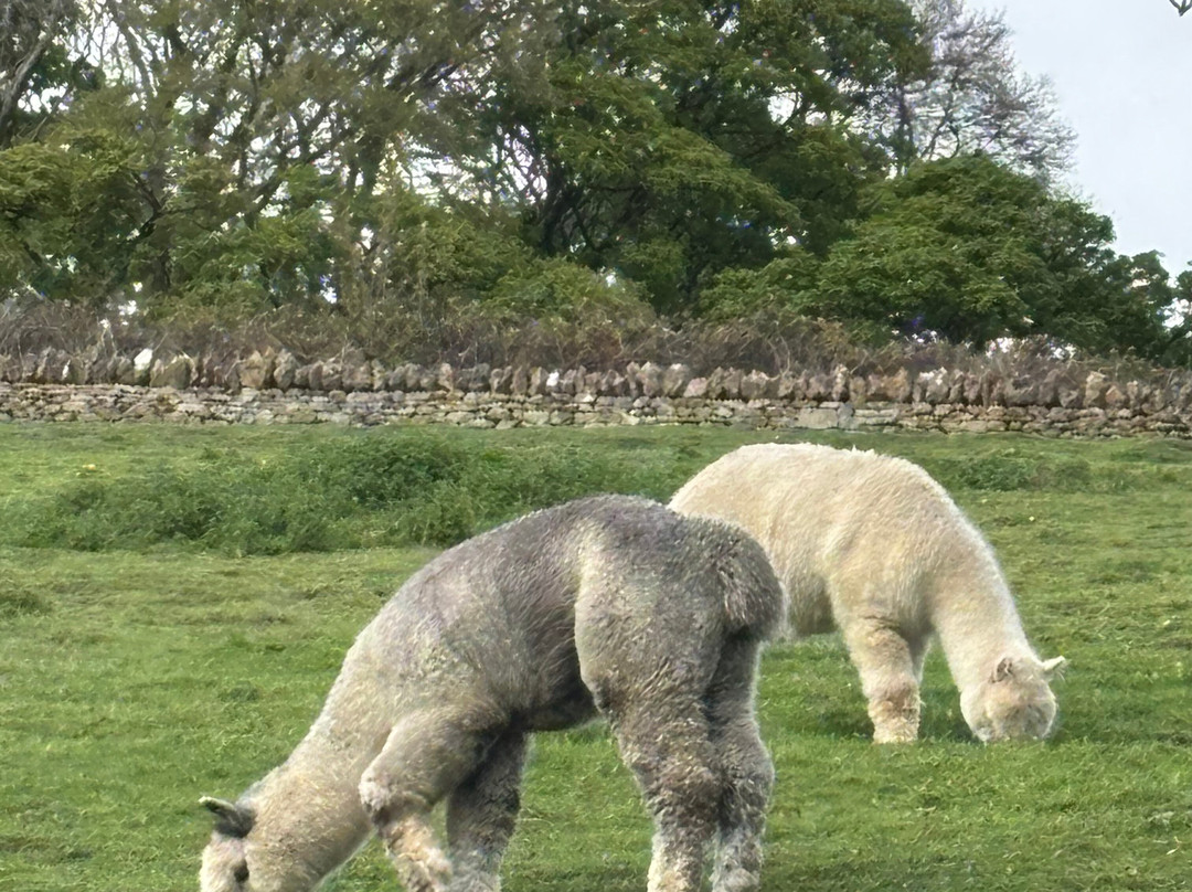 Cotswold Alpacas-切尔滕纳姆必去景点