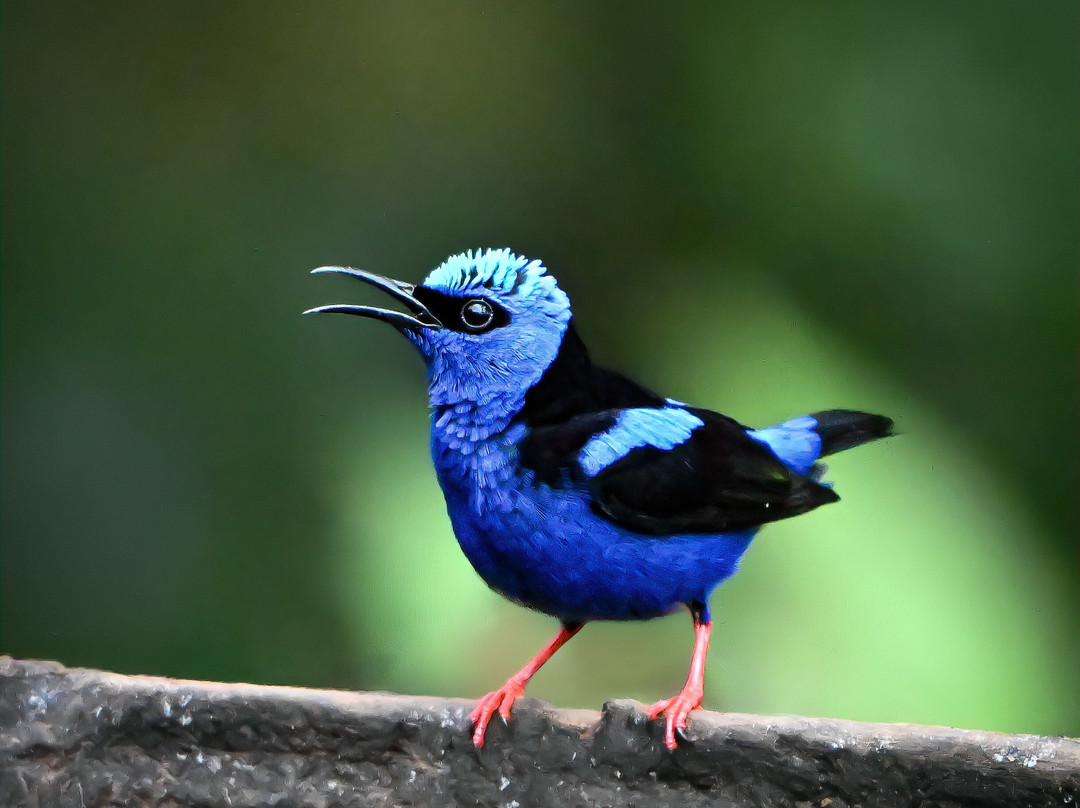Costa Rica Focus-圣何塞必去景点