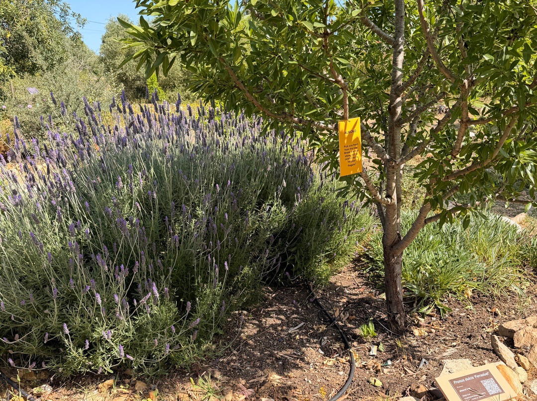 Orchard Of Flavours Botanical Garden-Luz de Tavira必去景点