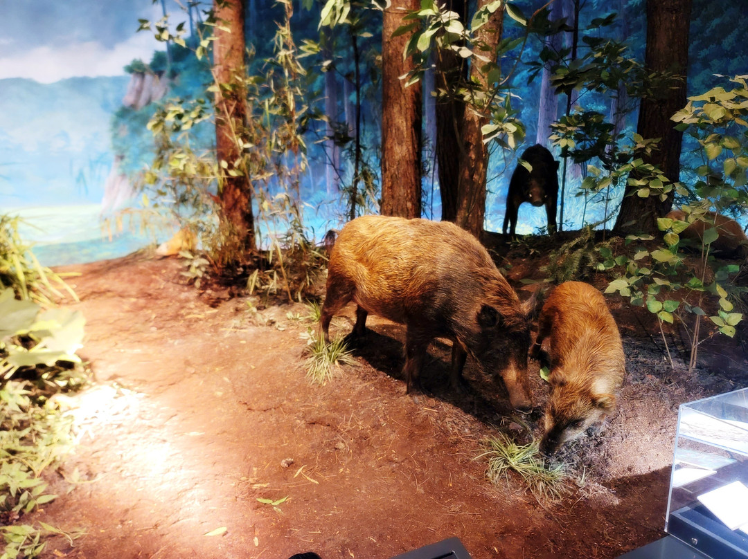Saitama Museum of Natural History-长瀞町必去景点
