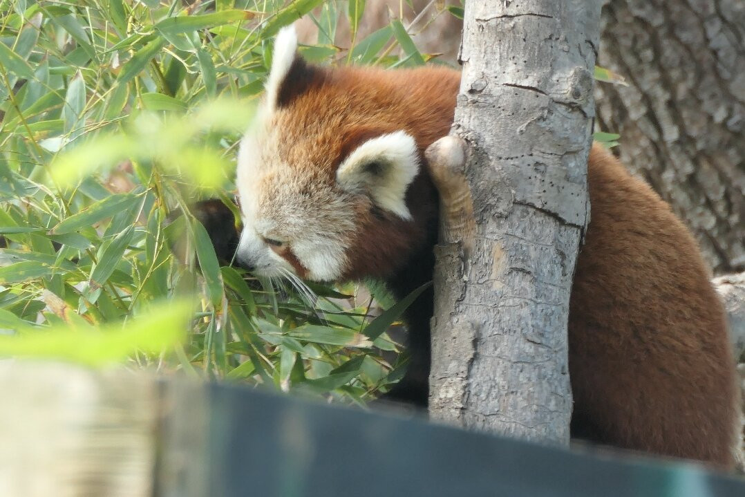 Bristol Zoo Project-Easter Compton必去景点