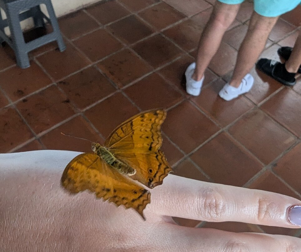 Kemenuh Butterfly Park-Kemenuh必去景点