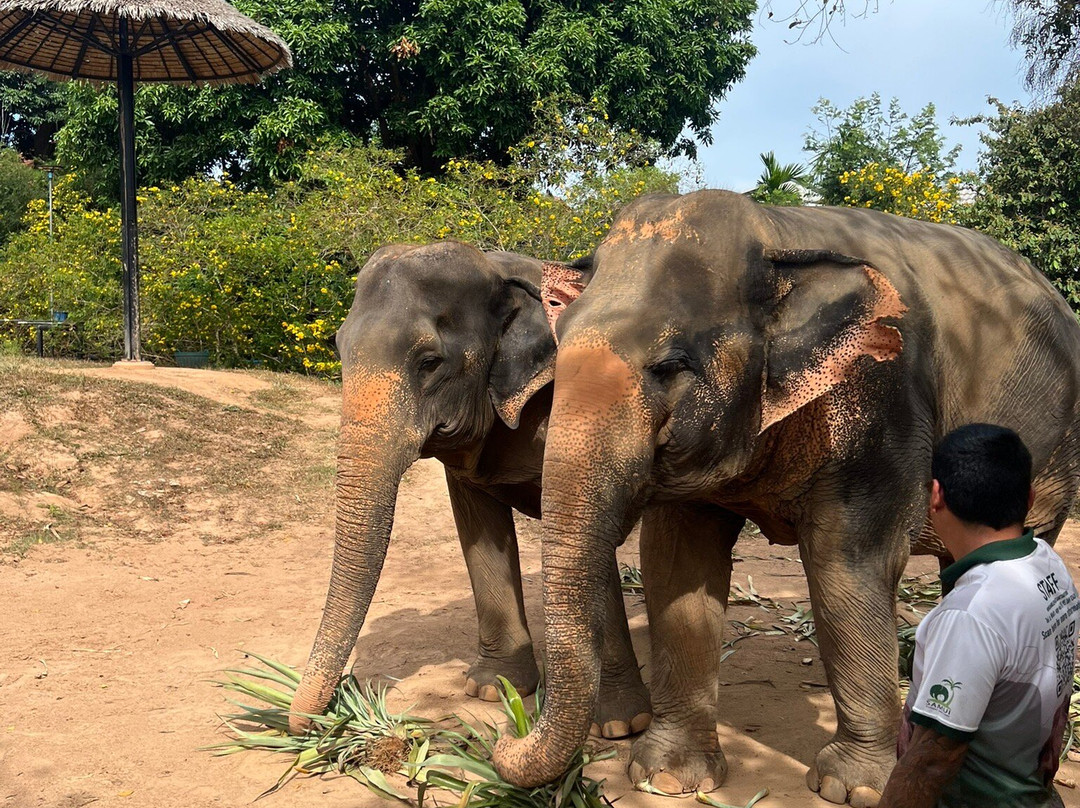 Samui Elephant Sanctuary-波普特必去景点