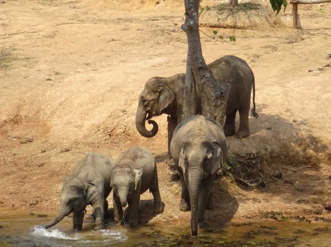 Elephant Conservation Center-Sayaboury必去景点