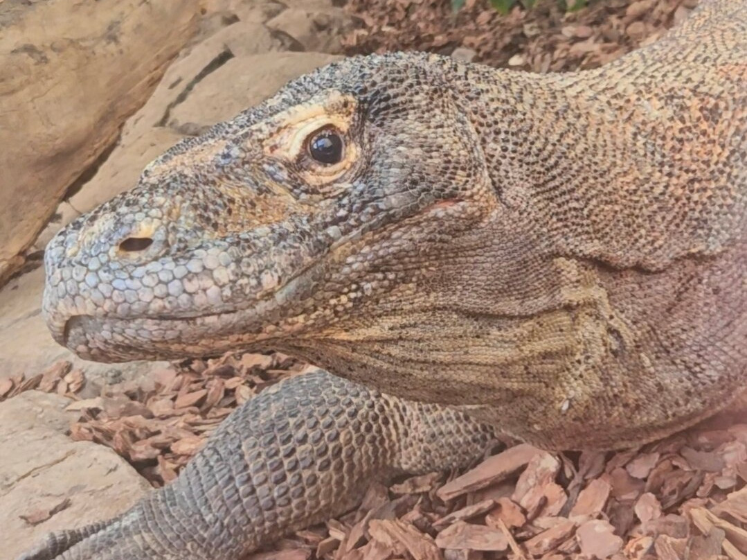 Crocodiles of the World-Brize Norton必去景点