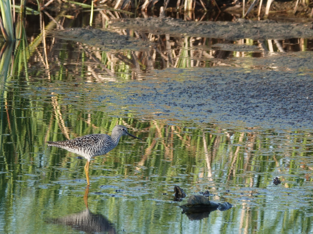 Sabine National Wildlife Refuge-Hackberry必去景点