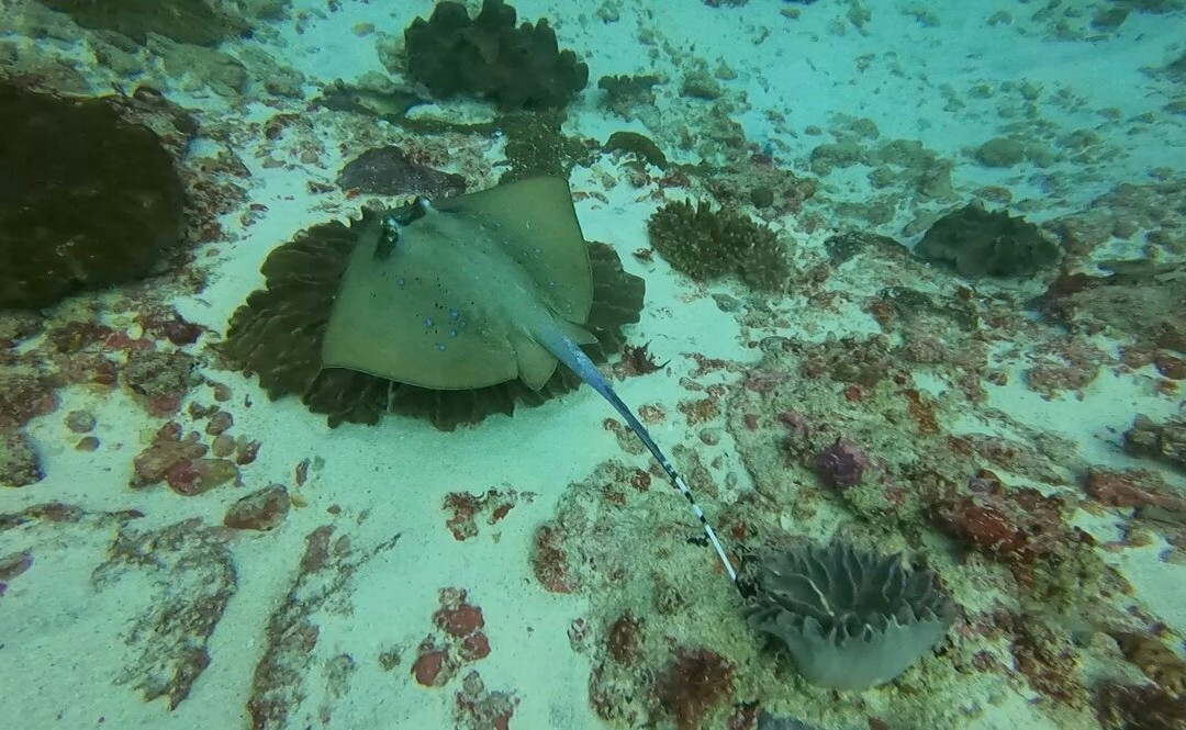 Dive Concepts Lembongan-蓝梦岛必去景点