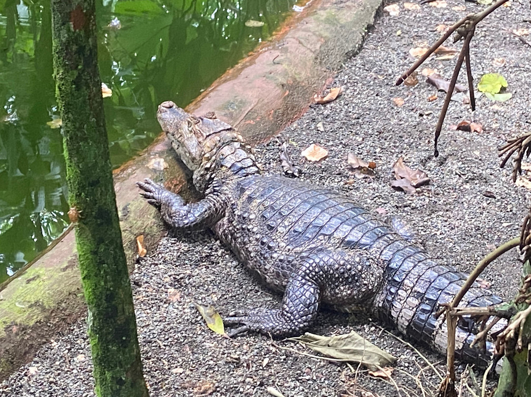 Jaguar Rescue Center-旧港必去景点