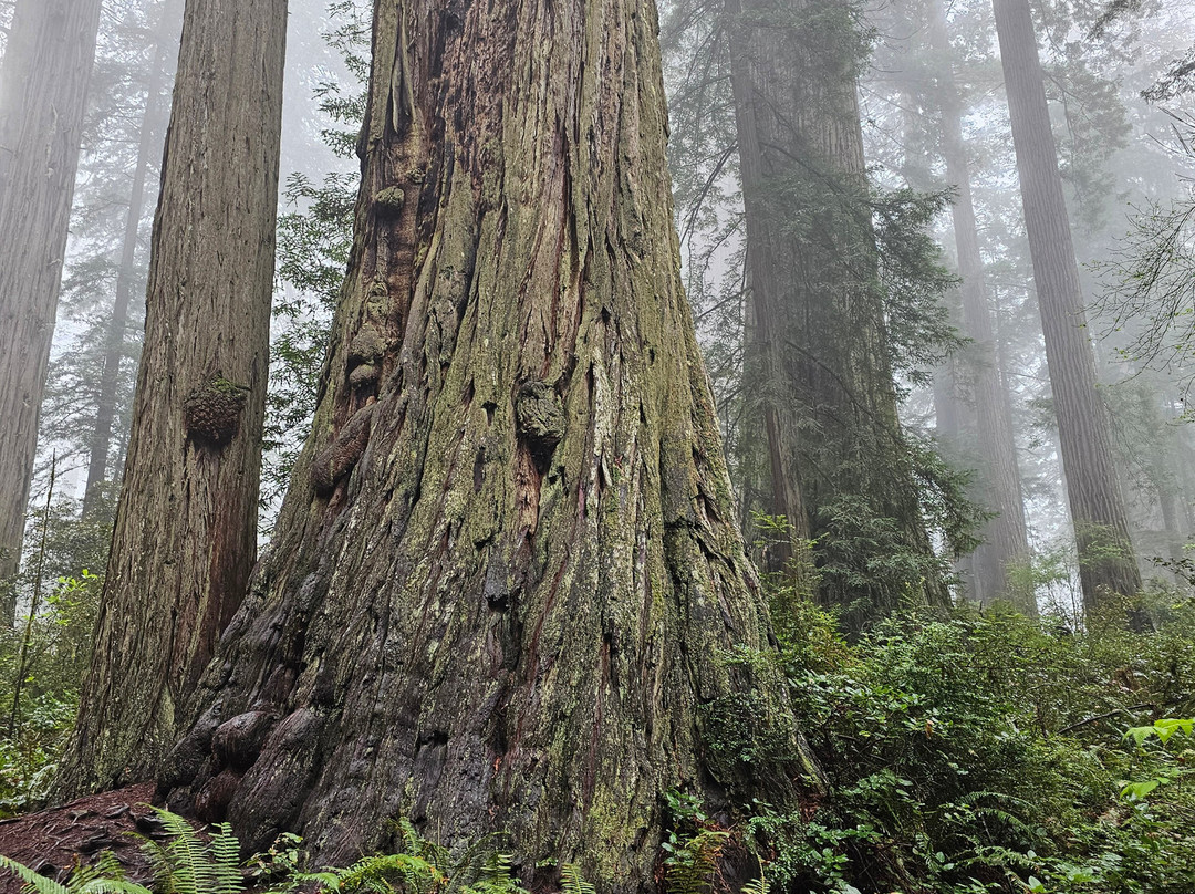 Lady Bird Johnson Grove-Orick必去景点
