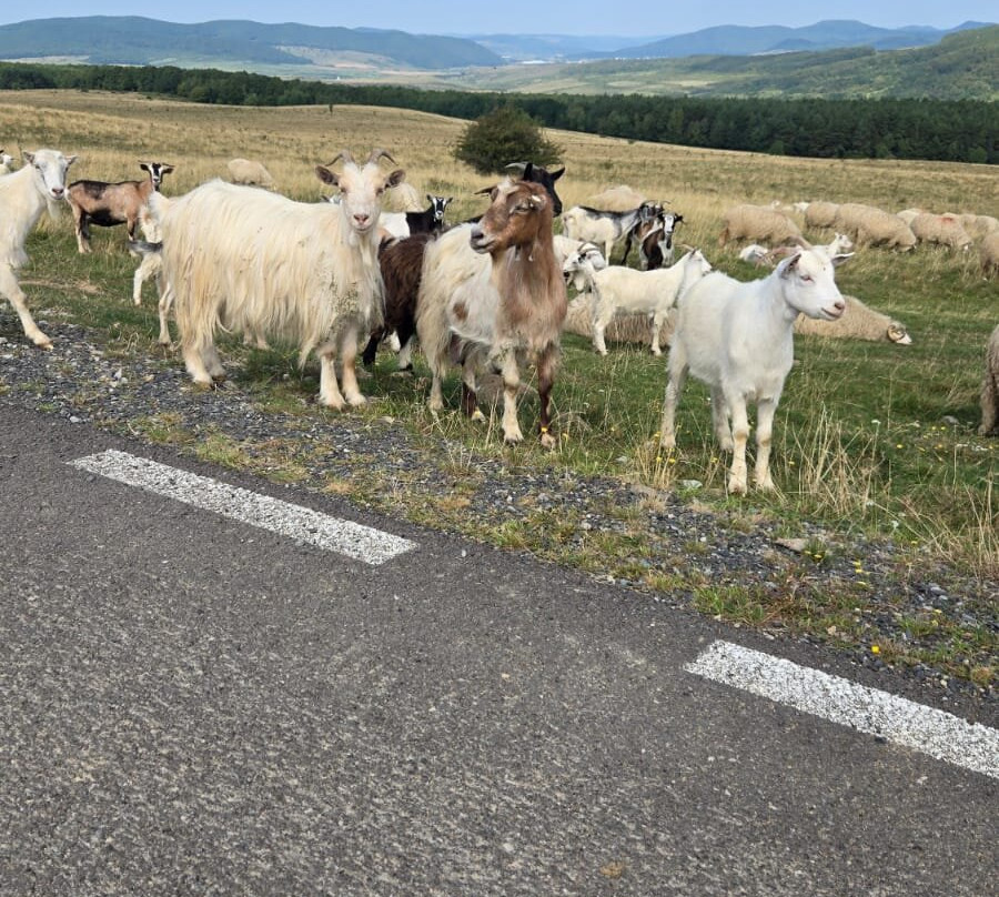 Via Transilvanica-Piatra Fantanele必去景点