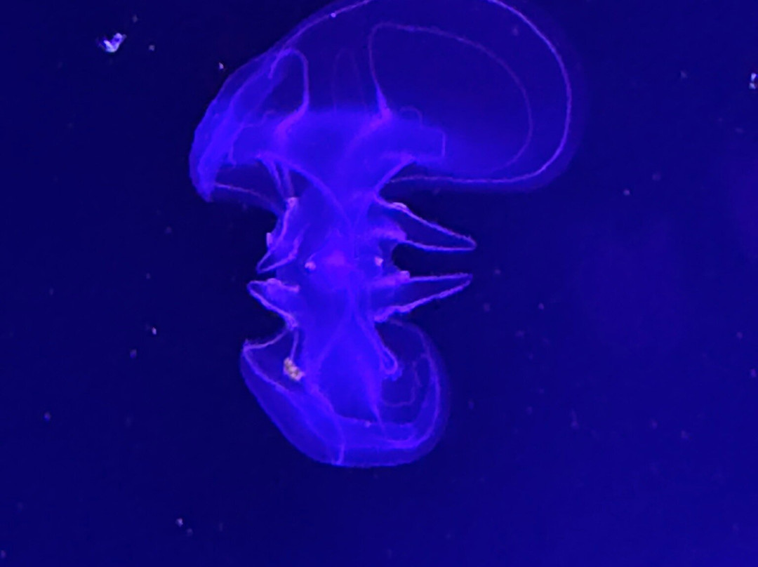 Jellyfish Museum-庞帕诺比奇必去景点