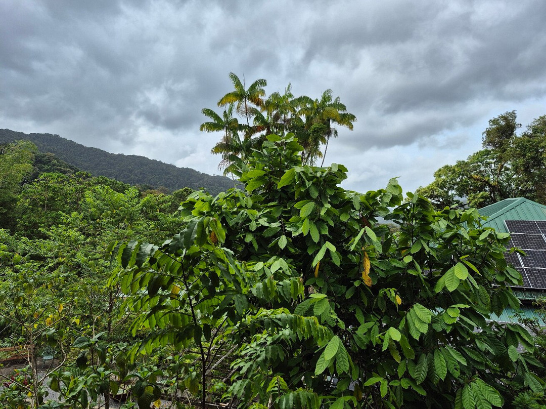 Hadco Experiences At Asa Wright Nature Centre-特立尼达必去景点