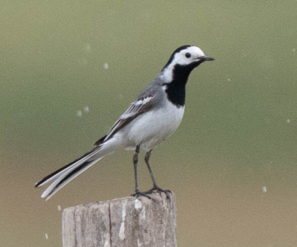 Hungarianbirdwatching.com Day Tours-布达佩斯必去景点