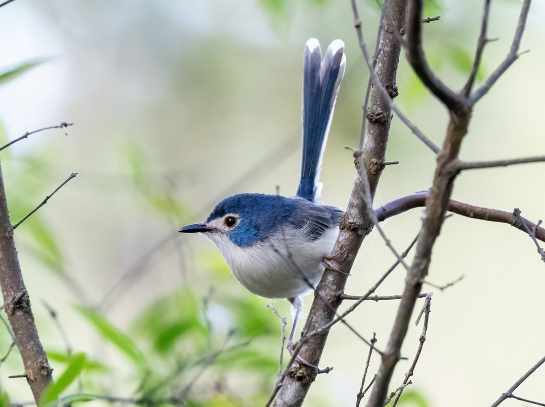 Birdwatching Tropical Australia-Mossman必去景点