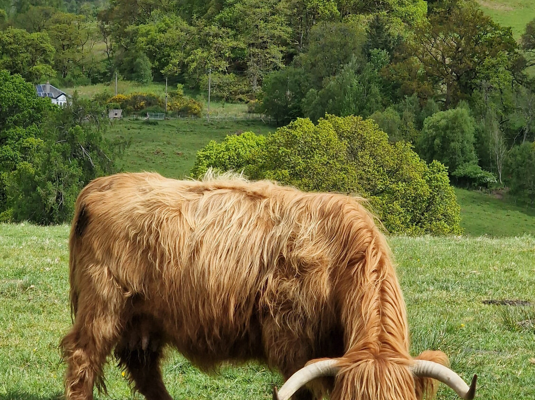 Nether Glenny Farm - Coos and Views-斯特灵必去景点