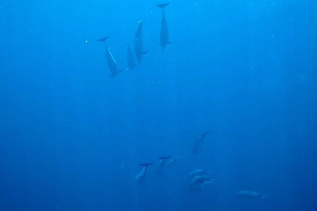 Watching Dolphin Lovina With Budi-Anturan必去景点