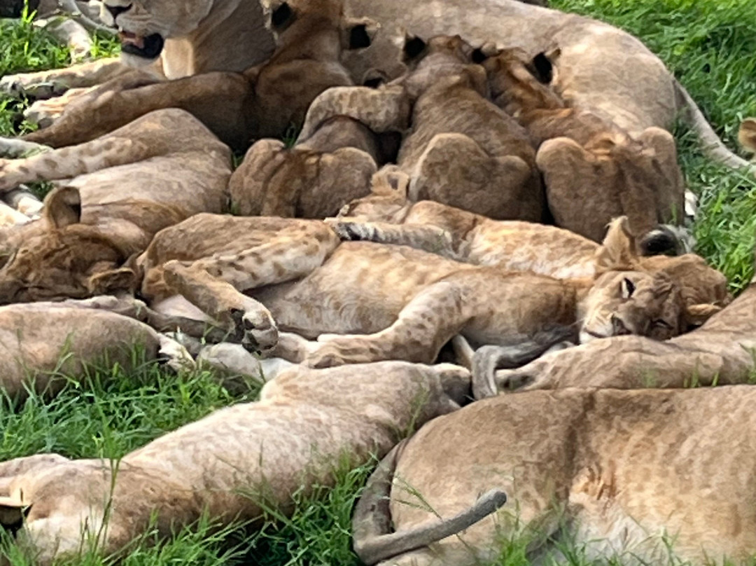 Africa Mollel Safaris-阿鲁沙必去景点