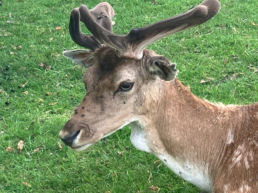 Knole House Estate Walking Trails-Sevenoaks必去景点