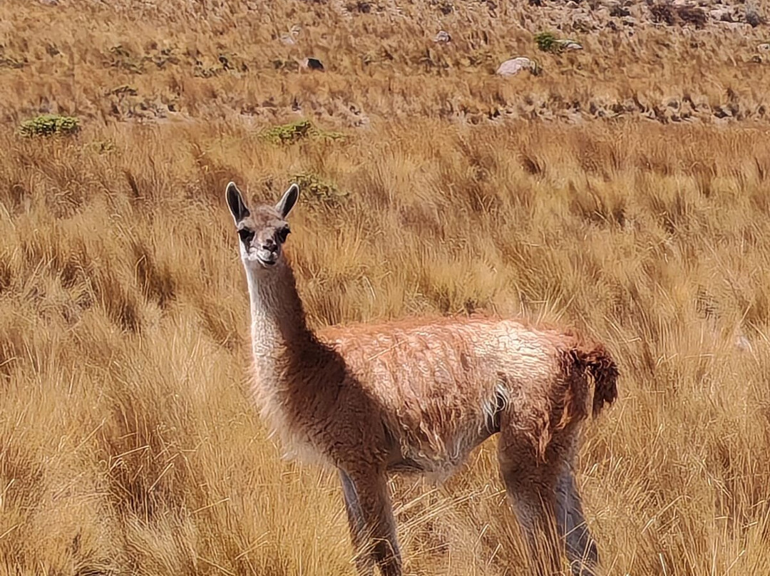 Amaranta Travel Peru-Yanque必去景点