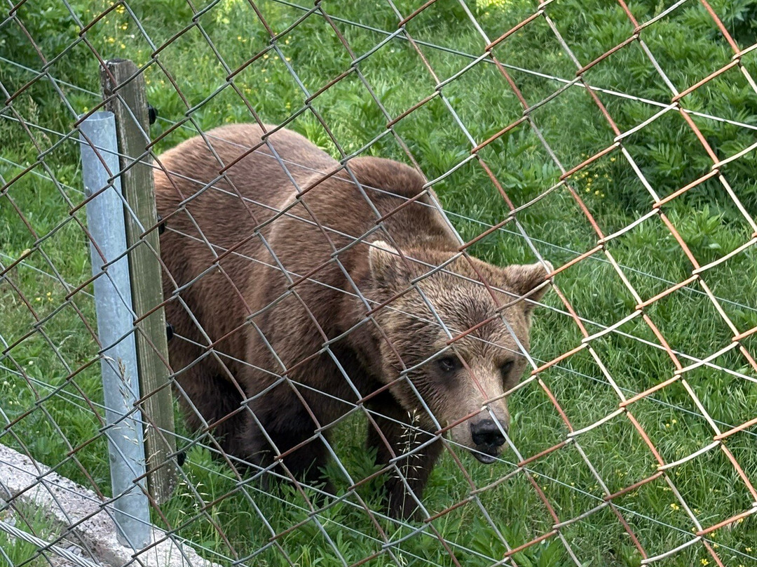 Bear Sanctuary-Kuterevo必去景点