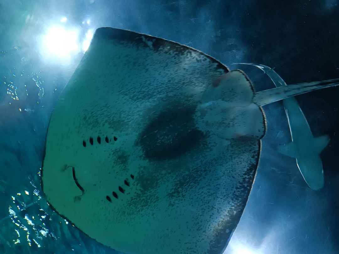 Acuario Michin Guadalajara-瓜达拉哈拉必去景点