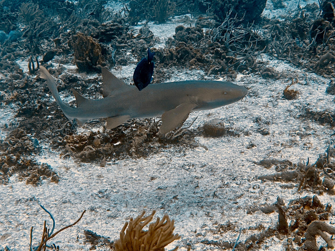 Scuba Life Cozumel-San Miguel de Cozumel必去景点