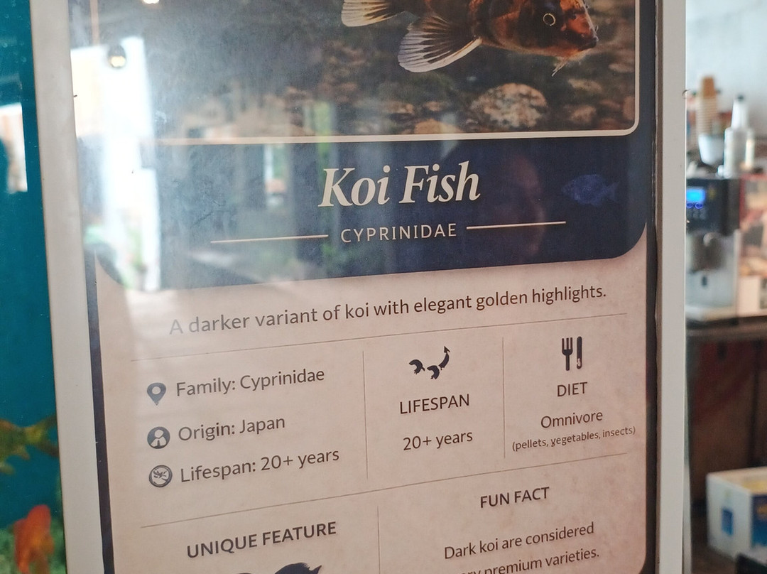 Aquarium Island Cafe Bhimtal-Bhimtal必去景点