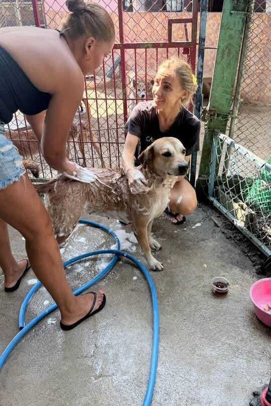 Dog and Cat Rescue Samui Foundation-塔林必去景点