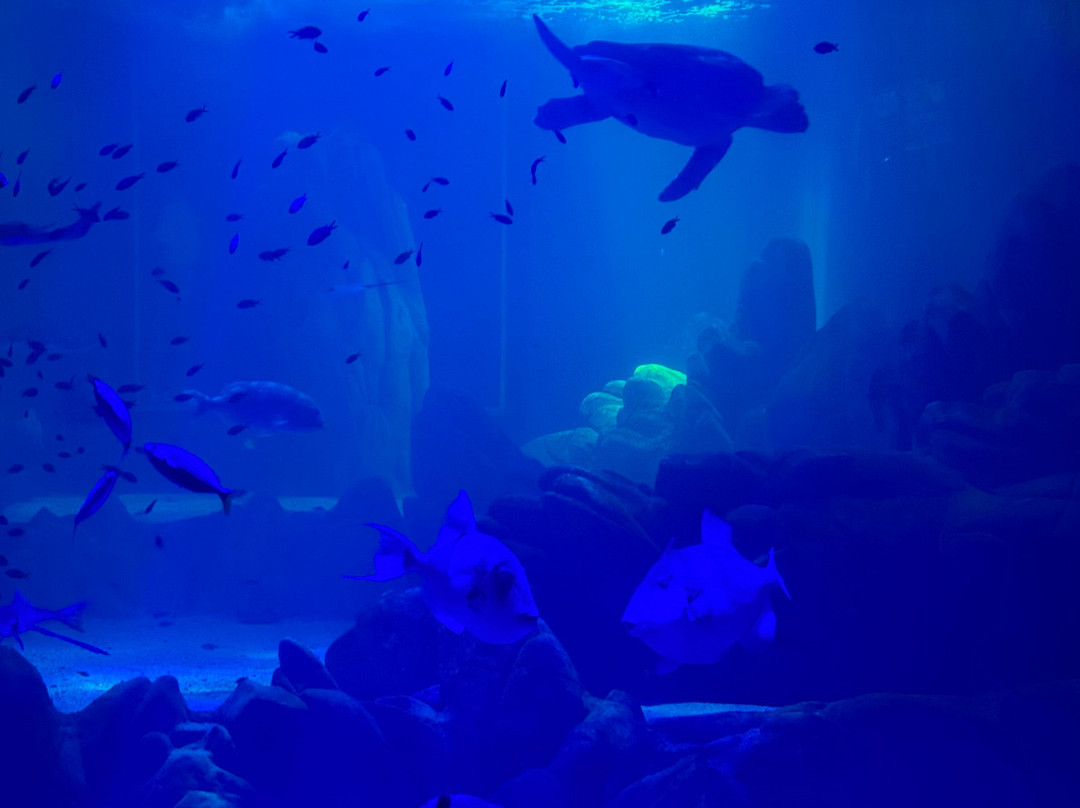 Acquario Cala Gonone-Dorgali必去景点