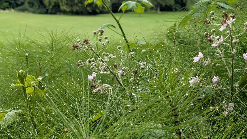 Holywells Park-伊普斯威奇必去景点
