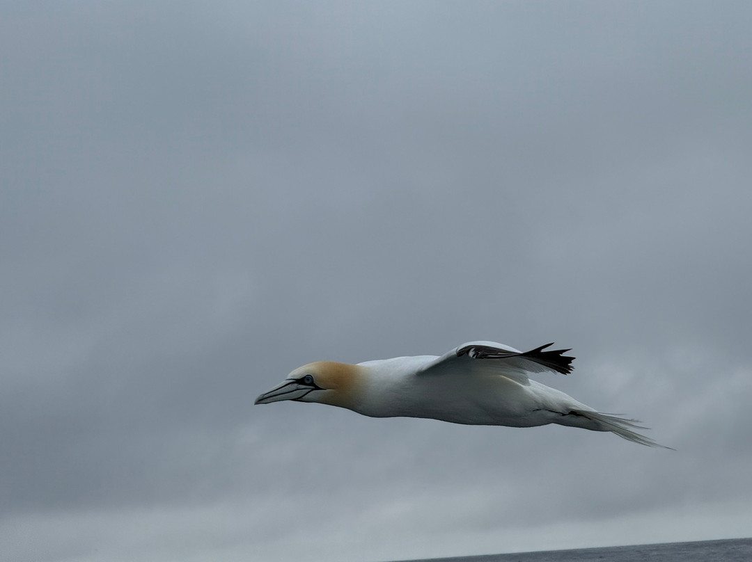 Shetland Seabird Tours - The Noss Boat-Lerwick必去景点