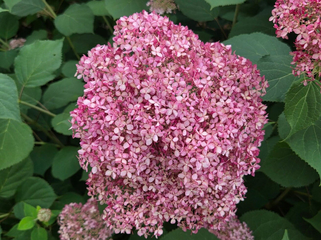 Circuit des Hortensias-Ploermel必去景点