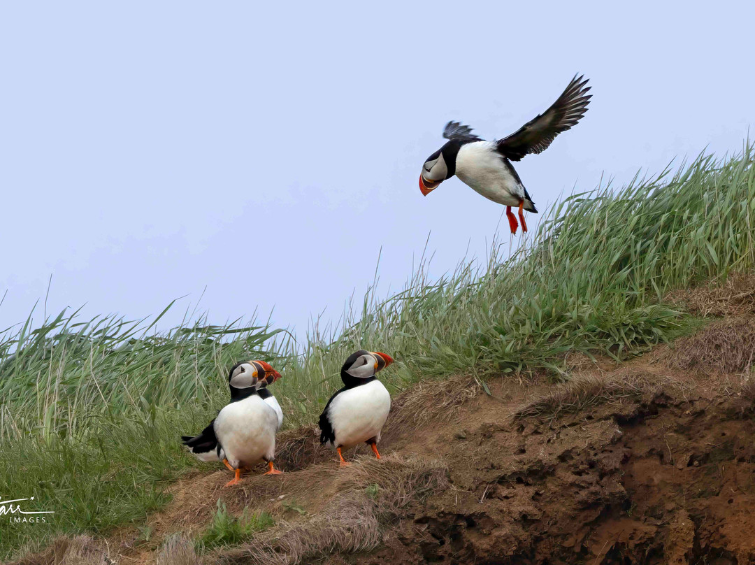 Bird Island Boat Tour-Big Bras d'Or必去景点