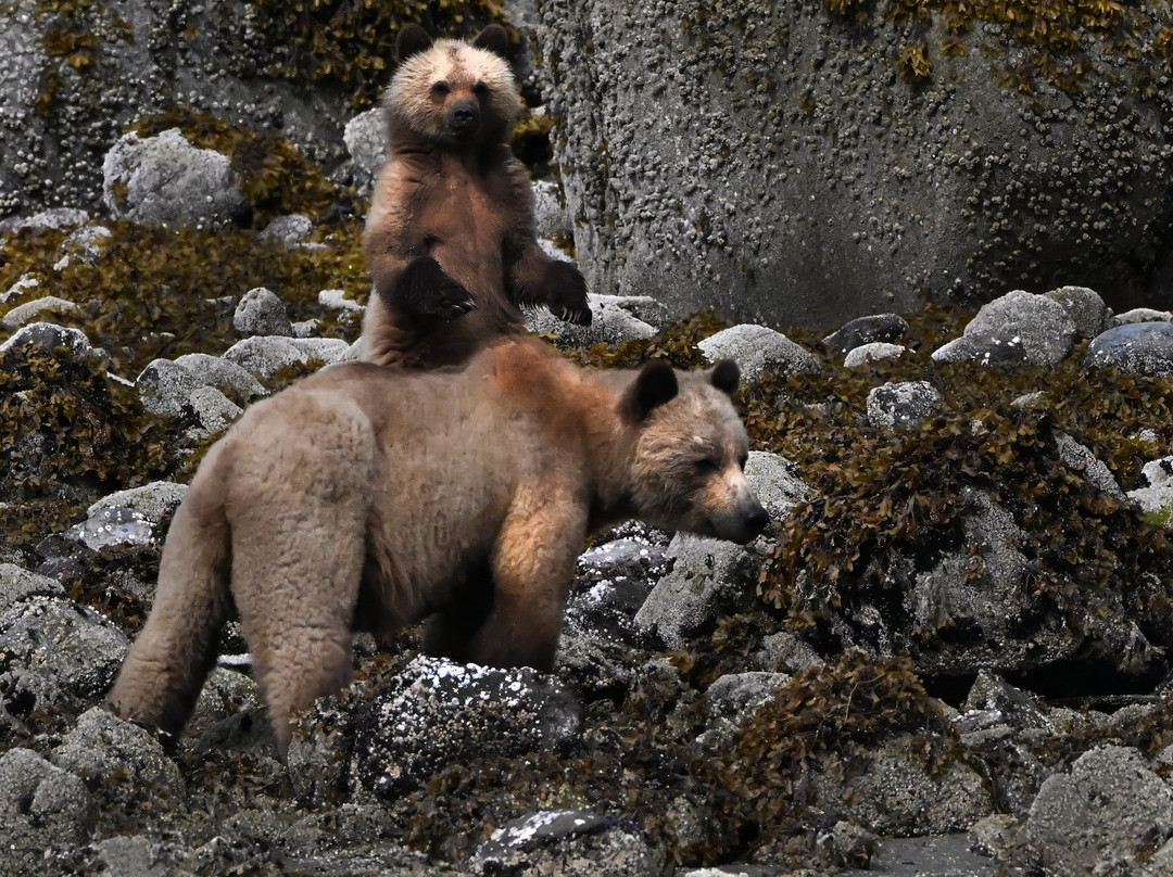Tide Rip Grizzly Tours-Telegraph Cove必去景点
