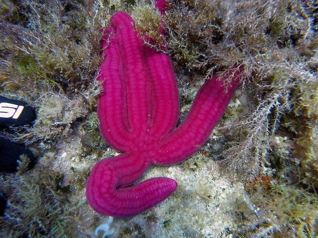 Elba Diving-Marciana Marina必去景点